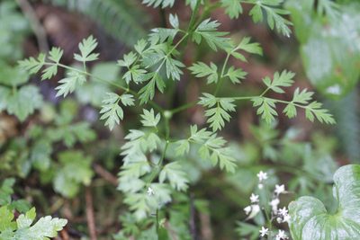 Ligusticum calderi, photographed by J Straka