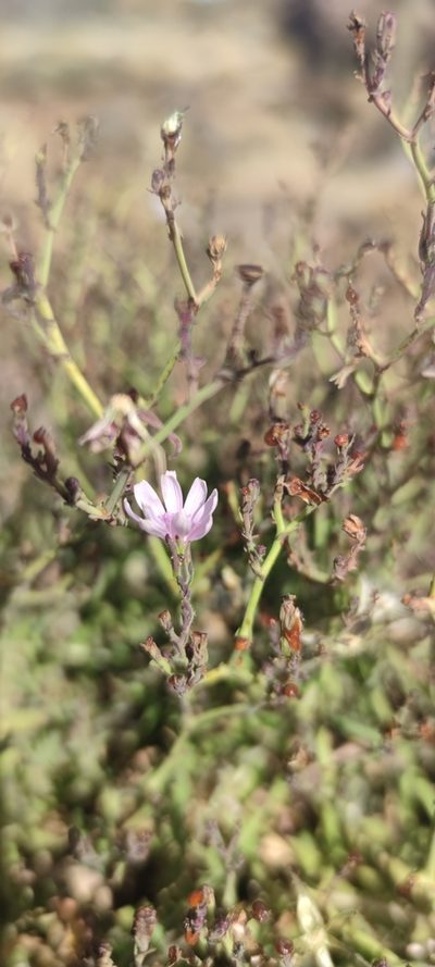 Lactuca palmensis, photographed by Santiago Martín-Bravo