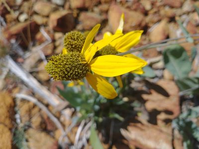Rudbeckia glaucescens, photographed by Drew Meyer