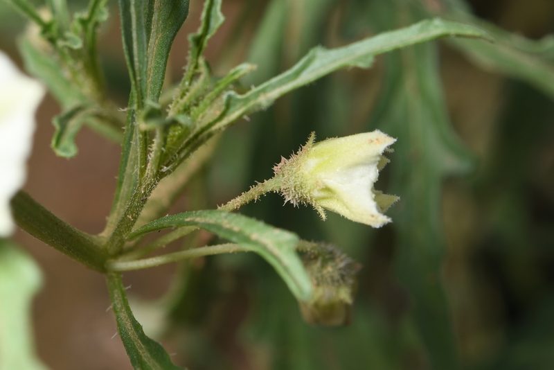 Chamaesaracha coronopus, photographed by Mike Ostrowski