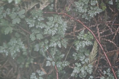Coptis aspleniifolia, photographed by J Straka