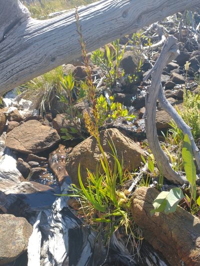 Narthecium californicum, photographed by Drew Meyer