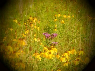 Vernonia fasciculata, photographed by Eric Schmidt