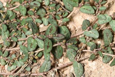 Euphorbia abramsiana, photographed by Mike Ostrowski