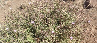 Lactuca palmensis, photographed by Santiago Martín-Bravo