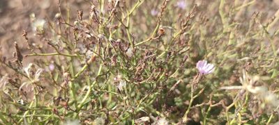 Lactuca palmensis, photographed by Santiago Martín-Bravo