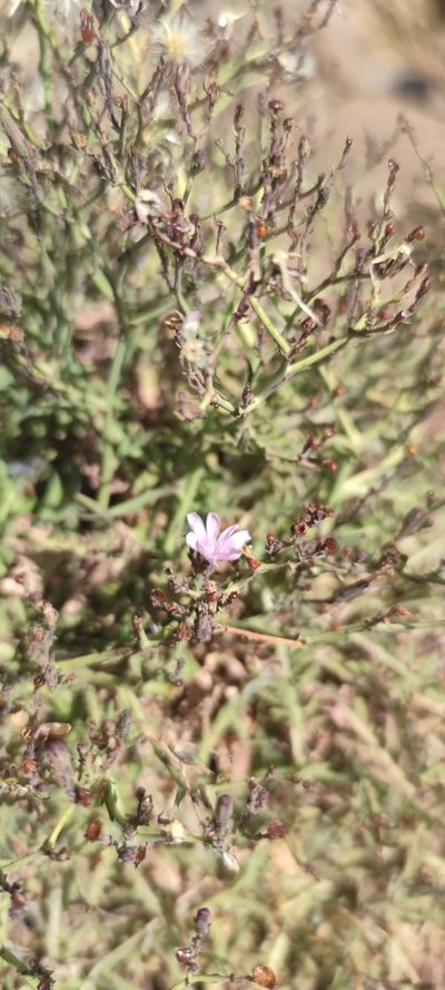 Lactuca palmensis, photographed by Santiago Martín-Bravo