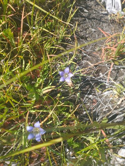 Gentiana setigera, photographed by Drew Meyer
