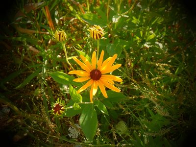 Rudbeckia subtomentosa, photographed by Eric Schmidt