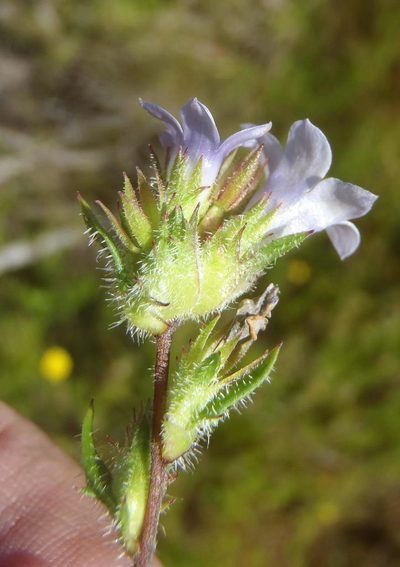 Prismatocarpus hispidus, photographed by Nicola van Berkel