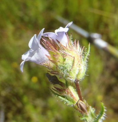 Prismatocarpus hispidus, photographed by Nicola van Berkel