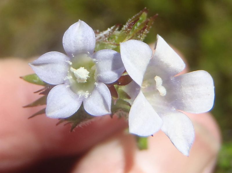Prismatocarpus hispidus, photographed by Nicola van Berkel