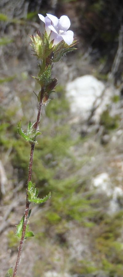 Prismatocarpus hispidus, photographed by Nicola van Berkel
