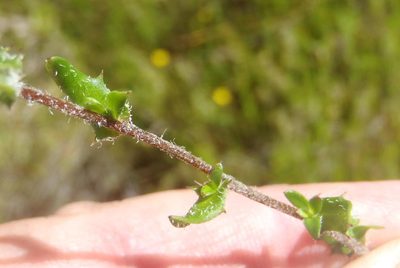 Prismatocarpus hispidus, photographed by Nicola van Berkel