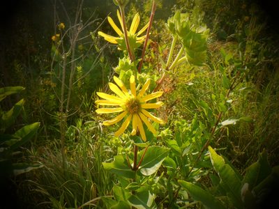 Silphium integrifolium, photographed by Eric Schmidt