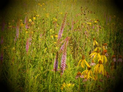Liatris pycnostachya, photographed by Eric Schmidt