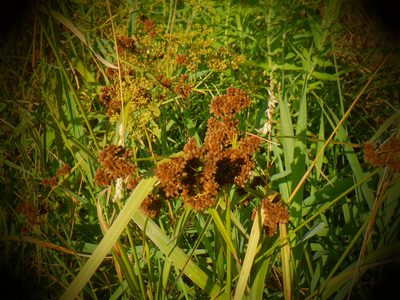 Scirpus atrovirens, photographed by Eric Schmidt