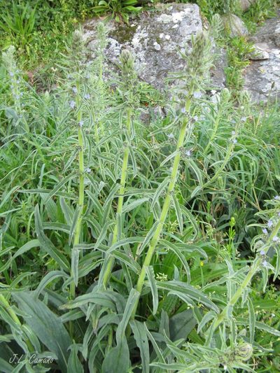 Echium lusitanicum, photographed by José Luis Camaño