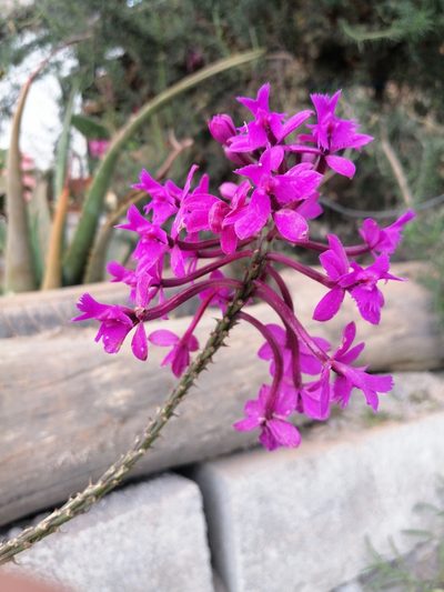 Epidendrum jamiesonis, photographed by Alejandro Alfredo Aguirre