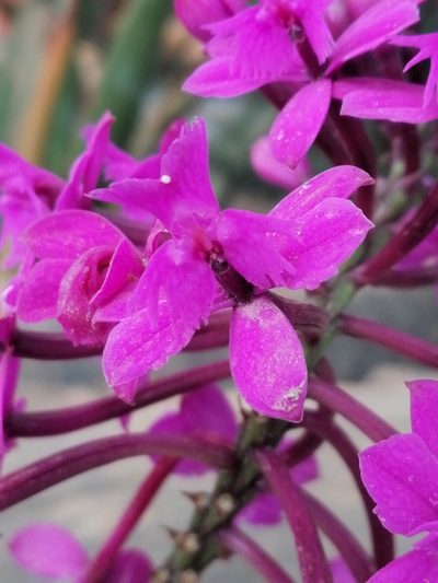 Epidendrum jamiesonis, photographed by Alejandro Alfredo Aguirre
