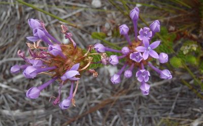 Rhigiophyllum squarrosum, photographed by Nicola van Berkel