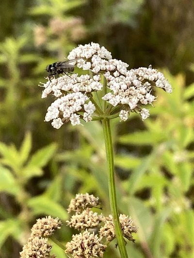 Oenanthe lachenalii, photographed by Terry Instone