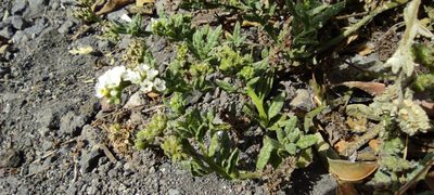 Heliotropium ramosissimum, photographed by Santiago Martín-Bravo