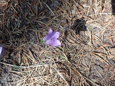 Campanula petiolata, photographed by Mary Krieger