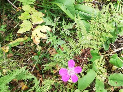 Geranium palustre, photographed by Татьяна Максимова