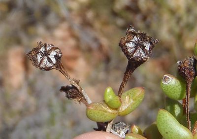 Ruschia virgata, photographed by Nicola van Berkel