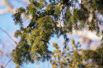 Juniperus rigida, photographed by harum.koh