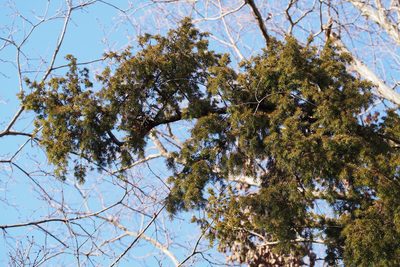 Juniperus rigida, photographed by harum.koh