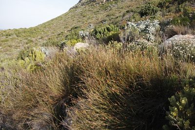 Willdenowia glomerata, photographed by Tony Rebelo