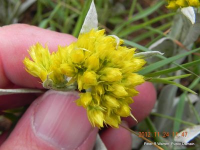 Helichrysum oreophilum, photographed by Peter Warren