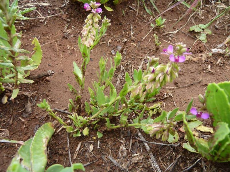 Polygala wilmsii, photographed by Andrew Hankey