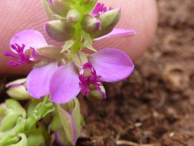 Polygala wilmsii, photographed by Andrew Hankey
