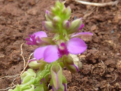 Polygala wilmsii, photographed by Andrew Hankey