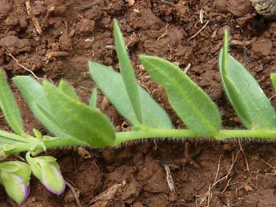 Polygala wilmsii, photographed by Andrew Hankey