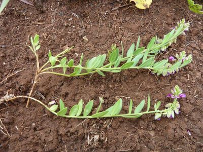 Polygala wilmsii, photographed by Andrew Hankey