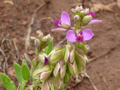 Polygala wilmsii, photographed by Andrew Hankey