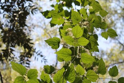 Clematis dioica, photographed by Viacheslav Shalisko