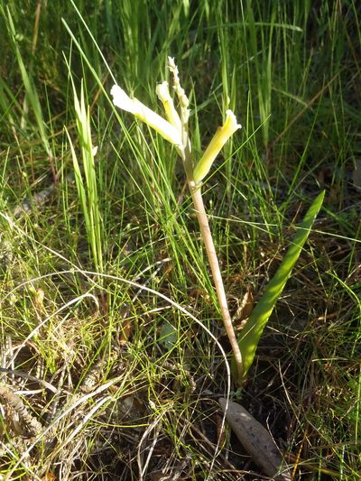 Lachenalia algoensis, photographed by Nicola van Berkel