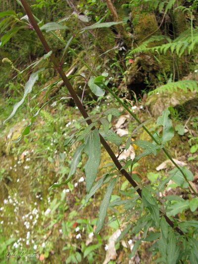 Antirrhinum meonanthum, photographed by José Luis Camaño