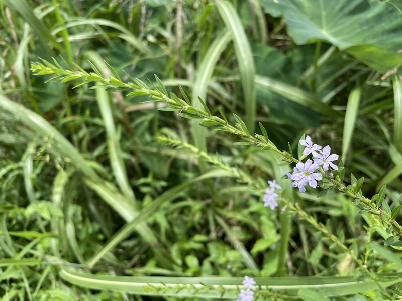Lythrum alatum, photographed by evangrimes