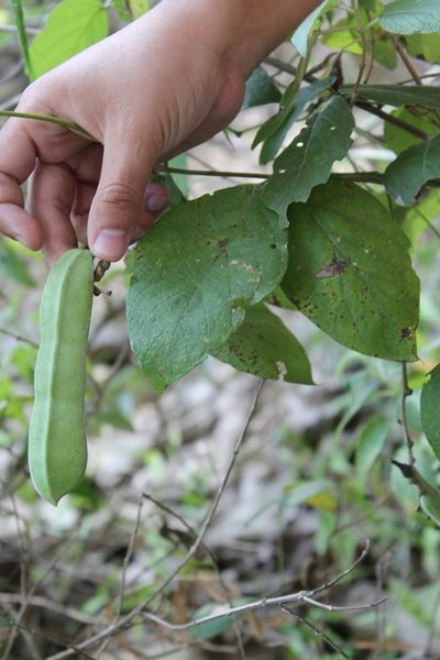 Canavalia villosa, photographed by Viacheslav Shalisko