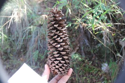 Pinus devoniana, photographed by Viacheslav Shalisko