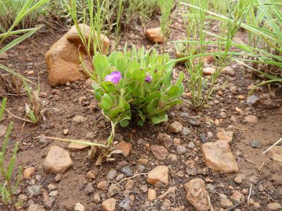 Polygala transvaalensis, photographed by Andrew Hankey