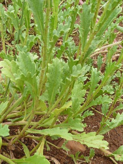 Nidorella podocephala, photographed by Andrew Hankey