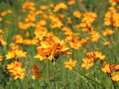 Ixia maculata, photographed by Jacques van der Merwe
