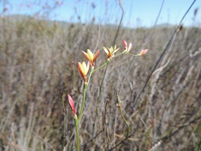 Geissorhiza juncea, photographed by Jacques van der Merwe